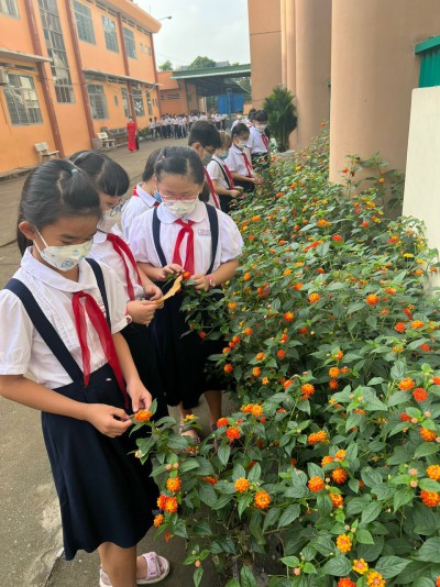 LIÊN ĐỘI TRƯỜNG TIỂU HỌC PHÚ HÒA 2 XÂY DỰNG MÔ HÌNH "EM YÊU MÔI TRƯỜNG XANH" CHĂM SÓC VƯỜN RAU XANH BỒN HOA